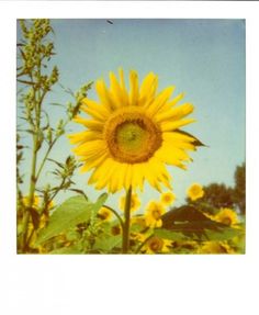 a large sunflower in the middle of a field