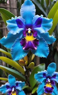 blue and purple flowers with green leaves in the background