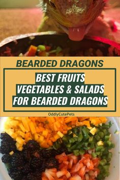 a bearded dragon eating vegetables and salads with the caption best fruits, vegetables & salads for bearded dragons