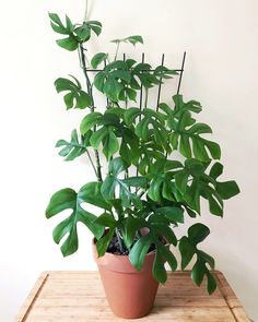 a potted plant sitting on top of a wooden table