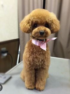 a small brown dog sitting on top of a table