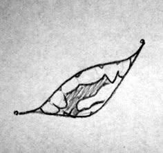 a pencil drawing of a leaf on paper