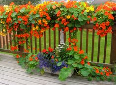 colorful flowers growing on the side of a wooden fence