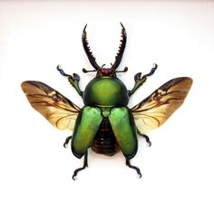 a green and yellow insect with horns on it's back