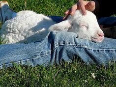 a person is petting a baby sheep on the head while laying in the grass