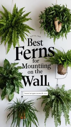 the best ferns for mounting on the wall