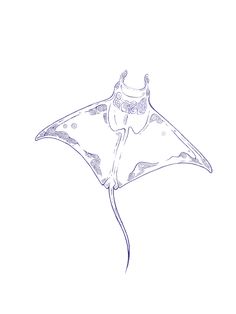 a drawing of a manta ray on a white background