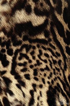 an animal print pattern is shown in brown and black colors on the skin of a leopard