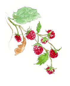 raspberries and leaves on a white background