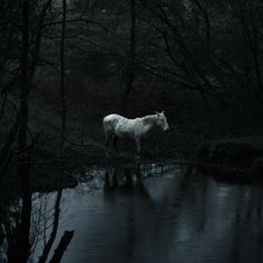 a white horse standing in the middle of a dark forest with water running through it