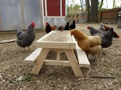 several chickens are standing around a picnic table