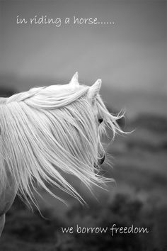 a white horse standing on top of a lush green field