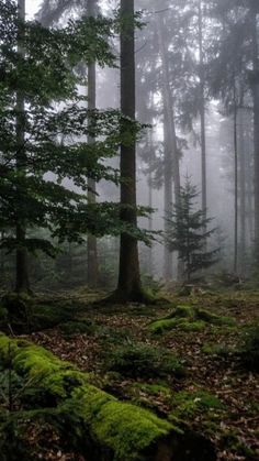 foggy forest with moss growing on the ground and trees in the foreground,