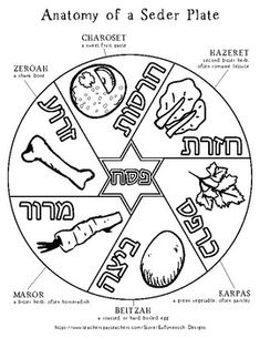 the anatomy of a seed plate