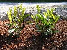 two small green plants growing out of mulch next to a road and some rocks