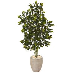 a potted plant with green leaves is shown on a white background, it's large and tall