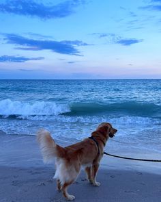 a dog standing on the beach looking out at the ocean