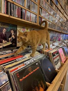 an orange cat walking on top of a wooden shelf filled with vinyl records and cds