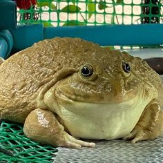 a large brown frog sitting on top of a table