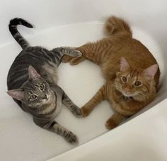 two cats laying in a bath tub together