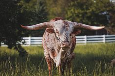 a cow with large horns standing in the grass