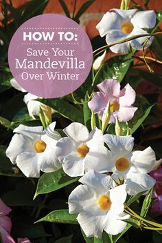 white and pink flowers with the words how to save your mandevilla over winter