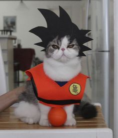 a cat sitting on top of a table wearing a costume