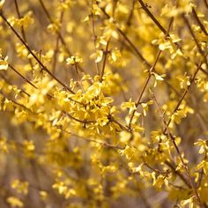 the yellow flowers are blooming on the tree