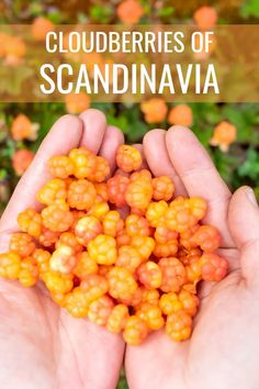 hands holding small orange berries with text overlay that reads cloudberries of scandinaviana