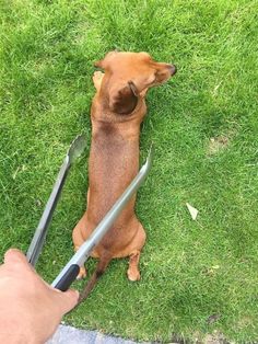 a brown dog sitting on top of a lush green field next to a person holding a wrench