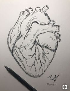 a drawing of a human heart on paper