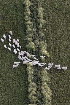 a herd of sheep walking across a lush green field