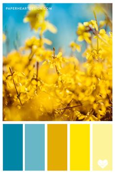 yellow flowers with blue sky in the background and text overlay that reads, color palette for