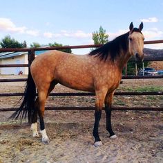 a brown horse standing next to a wooden fence