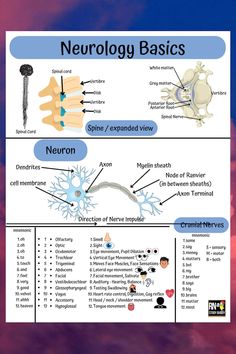 an image of the nervous system and its functions in human body diagram with caption