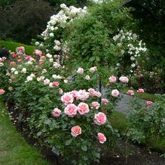 some pink and white roses in a garden