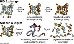 Hydrogen-Deuterium Exchange Mass Spectrometry | Macromolecule and Vaccine Stabilization Center Hydrogen Atom, To Study