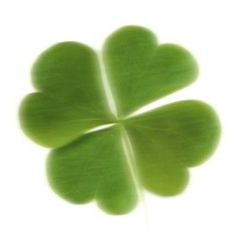 a four leaf clover is seen in this image