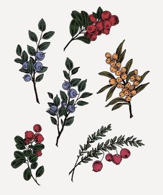 four different types of berries and leaves on a white background