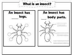 an insect worksheet with the words what is an insect? and an insect has legs