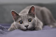 a gray cat laying on top of a bed next to a pillow and blanket with eyes wide open