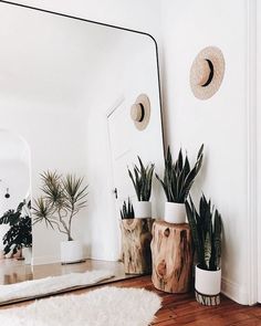 some plants and mirrors in a room