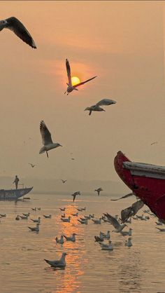 a flock of birds flying over a body of water next to a boat at sunset