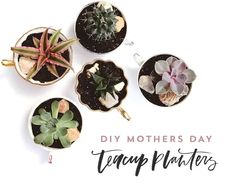 four different types of succulents in small pots with the words diy mothers day