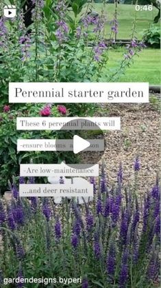 a garden with purple flowers in it and the words, perennial starter garden on top