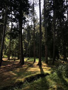 the sun is shining through the trees in the forest with green grass on the ground