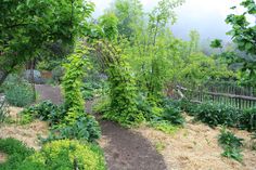 a garden with lots of green plants and dirt path leading to the top of it