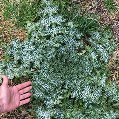 a hand reaching out towards a green plant in the grass with white and gray leaves