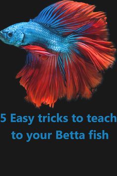 a betta fish with the words 5 easy tricks to teach to your betta fish