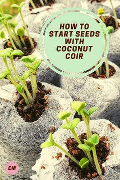 seedlings growing in concrete pots with text overlay how to start seeds with coconut